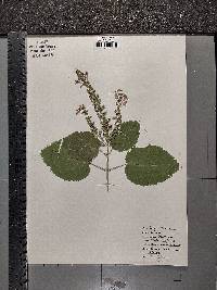 Scutellaria ovata image