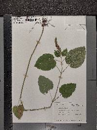 Scutellaria ovata image