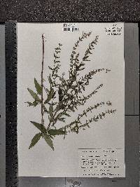 Scutellaria galericulata image