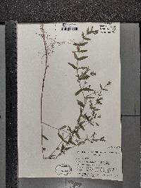 Scutellaria galericulata image