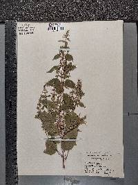 Image Associated With the Occurence