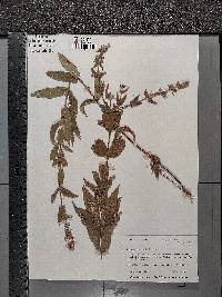 Stachys pilosa image