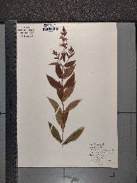 Stachys palustris image