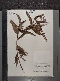 Stachys tenuifolia image