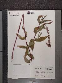 Stachys hispida image