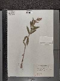 Stachys palustris image