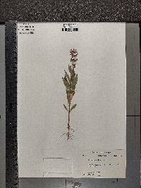 Stachys palustris image