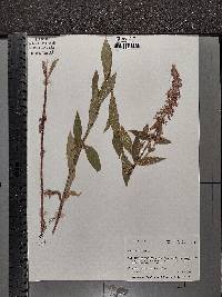 Stachys palustris image