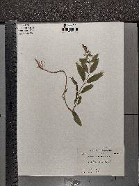 Stachys tenuifolia image