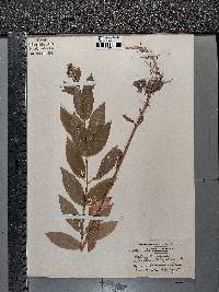 Stachys tenuifolia image