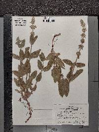 Stachys albens image