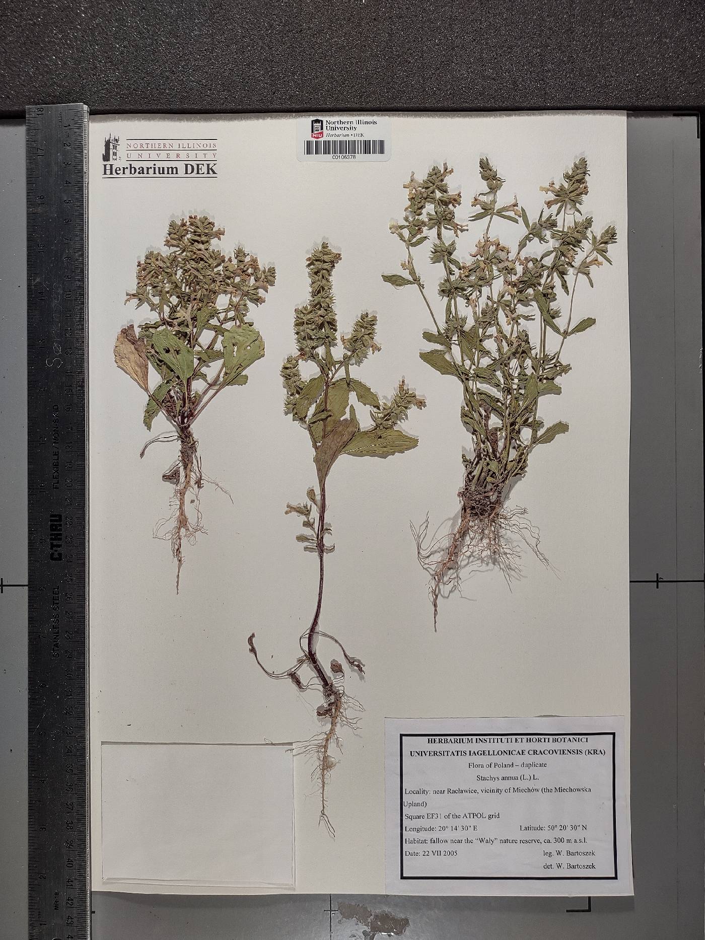 Stachys annua image