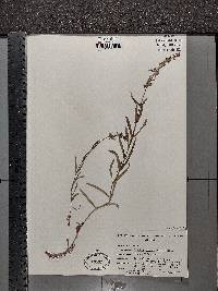 Stachys hyssopifolia image