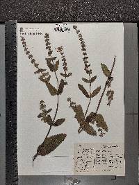 Stachys rigida image