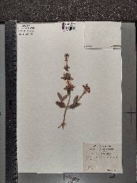 Salvia mellifera image