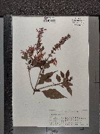 Salvia purpurea image