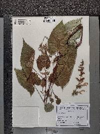 Salvia glutinosa image