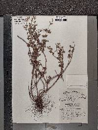 Salvia serotina image