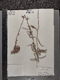 Salvia azurea image