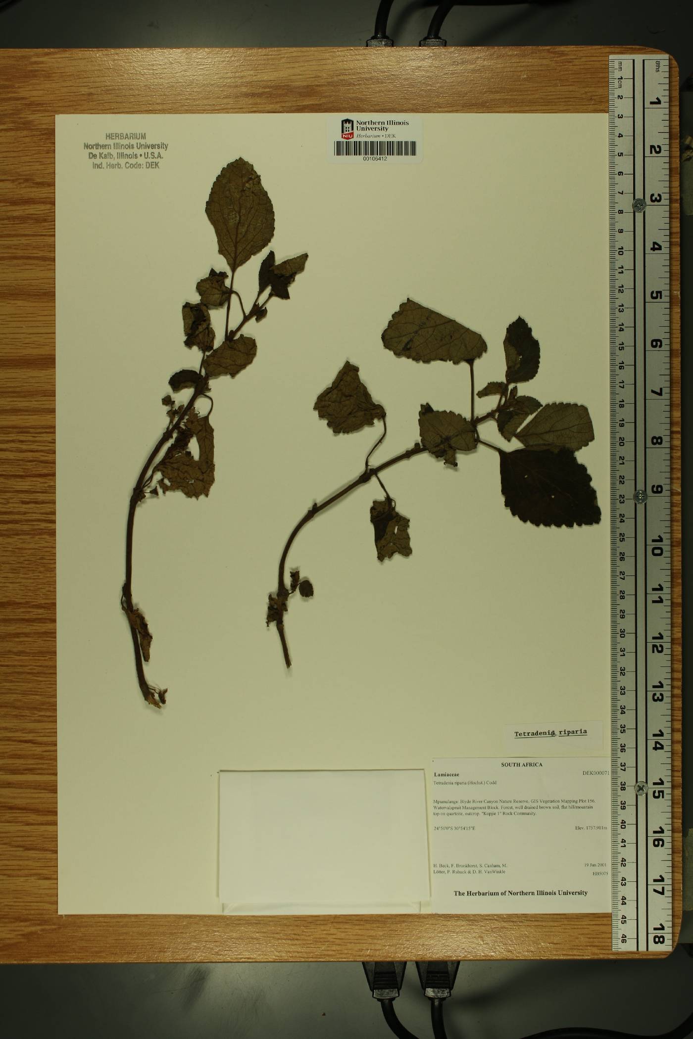 Tetradenia riparia image