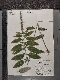 Teucrium canadense var. occidentale image