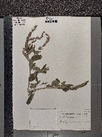 Teucrium canadense var. occidentale image