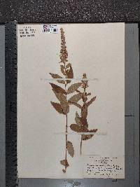 Teucrium canadense var. occidentale image