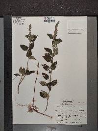 Teucrium vesicarium image