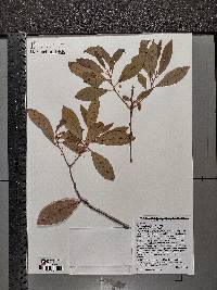 Persea palustris image