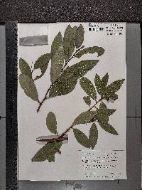 Umbellularia californica image