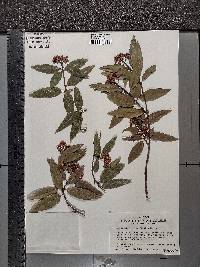 Umbellularia californica image