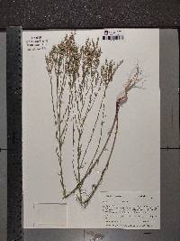 Linum sulcatum image