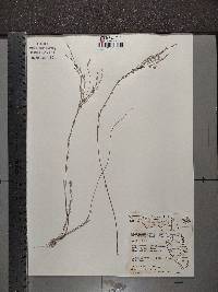 Linum medium image