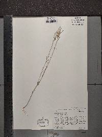 Linum sulcatum image