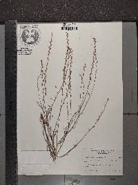 Linum usitatissimum image