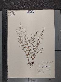 Lindernia dubia var. dubia image