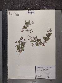 Lindernia dubia var. dubia image