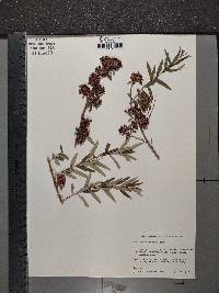 Buddleja alternifolia image