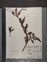 Phoradendron velutinum image