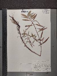 Decodon verticillatus image