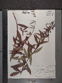 Decodon verticillatus image
