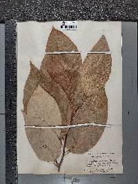 Magnolia acuminata image