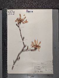 Magnolia stellata image