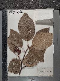Magnolia acuminata image