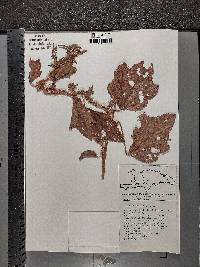 Malachra radiata image
