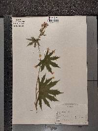 Napaea dioica image