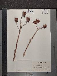 Hibiscus laevis image
