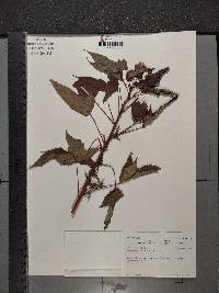 Hibiscus laevis image