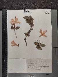 Hibiscus rosa-sinensis image