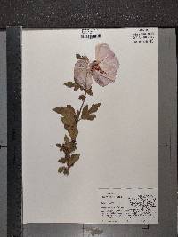 Hibiscus syriacus image